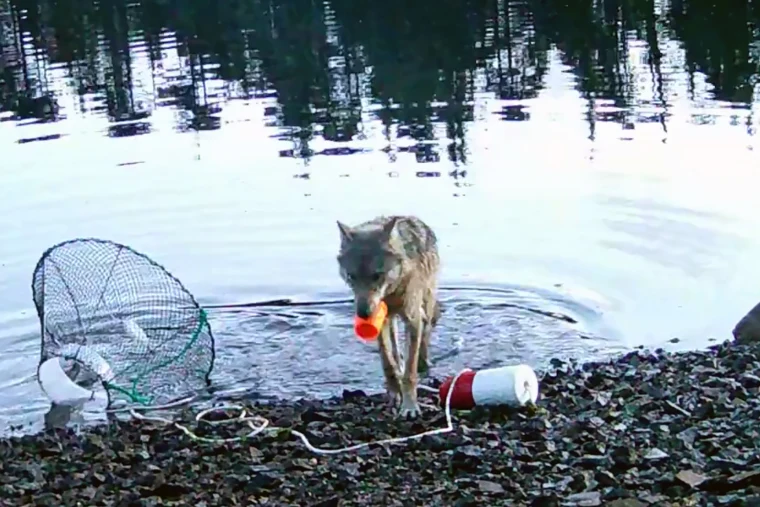 New filmed research shows a wolf pulling a rope to get food.