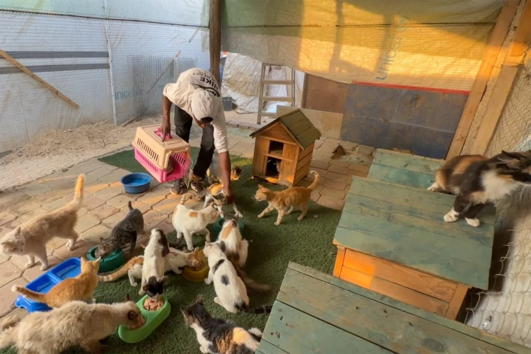 Gaza's only animal shelter.