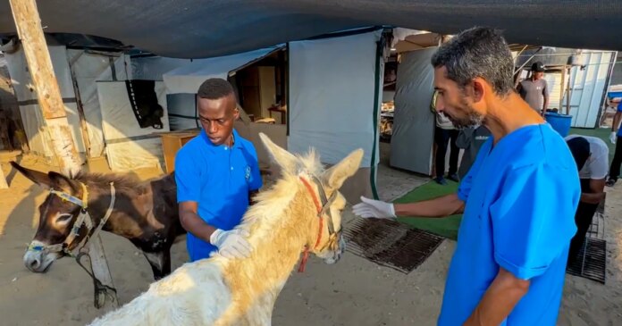 At Gaza's only animal shelter, workers share what food they have with hungry dogs and cats