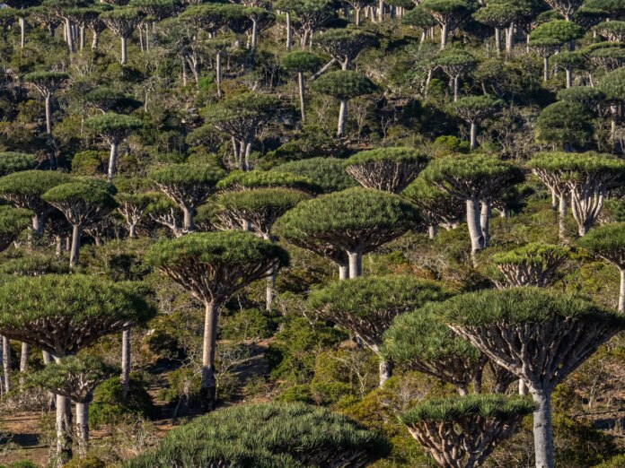 Are rainforests now a cause of, rather than the answer to, climate change? | Climate Crisis News