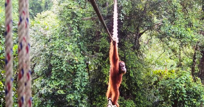 Camera shows Sumatra orangutan using a canopy bridge to cross a road for the firs time