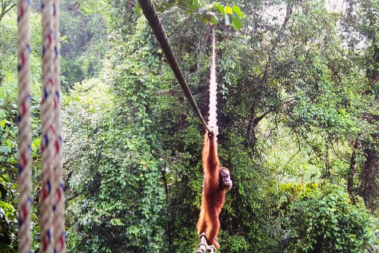 Indonesia Orangutans