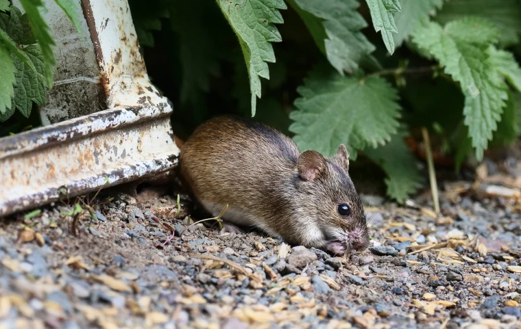 A small brown mouse on the ground.