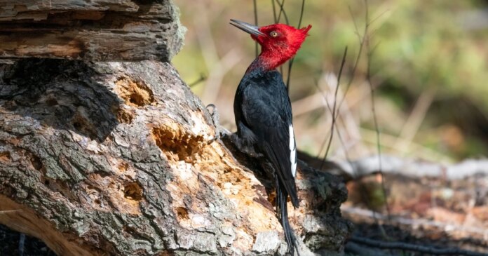 As hantavirus fears mount, birders defend Argentine cruise city as avian paradise