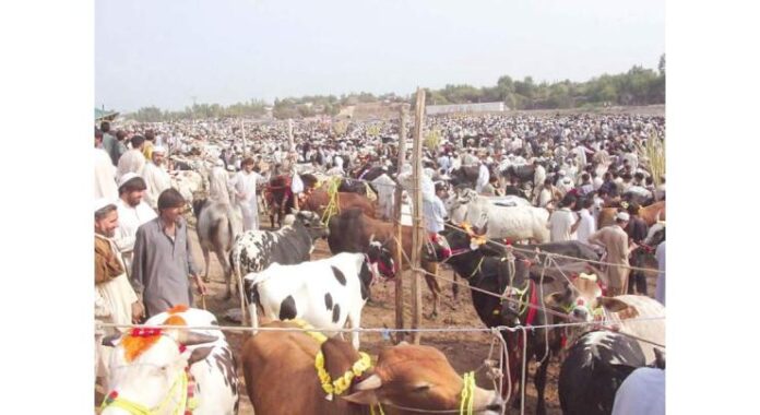 Cattle markets arrangements reviewed in meeting