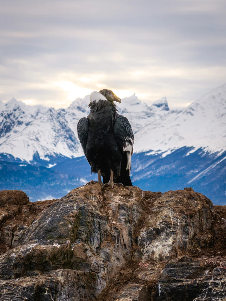 An Andean condor looks over the snow-covered peaks