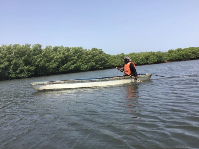 How Gambian women are restoring the mangroves protecting Banjul | News