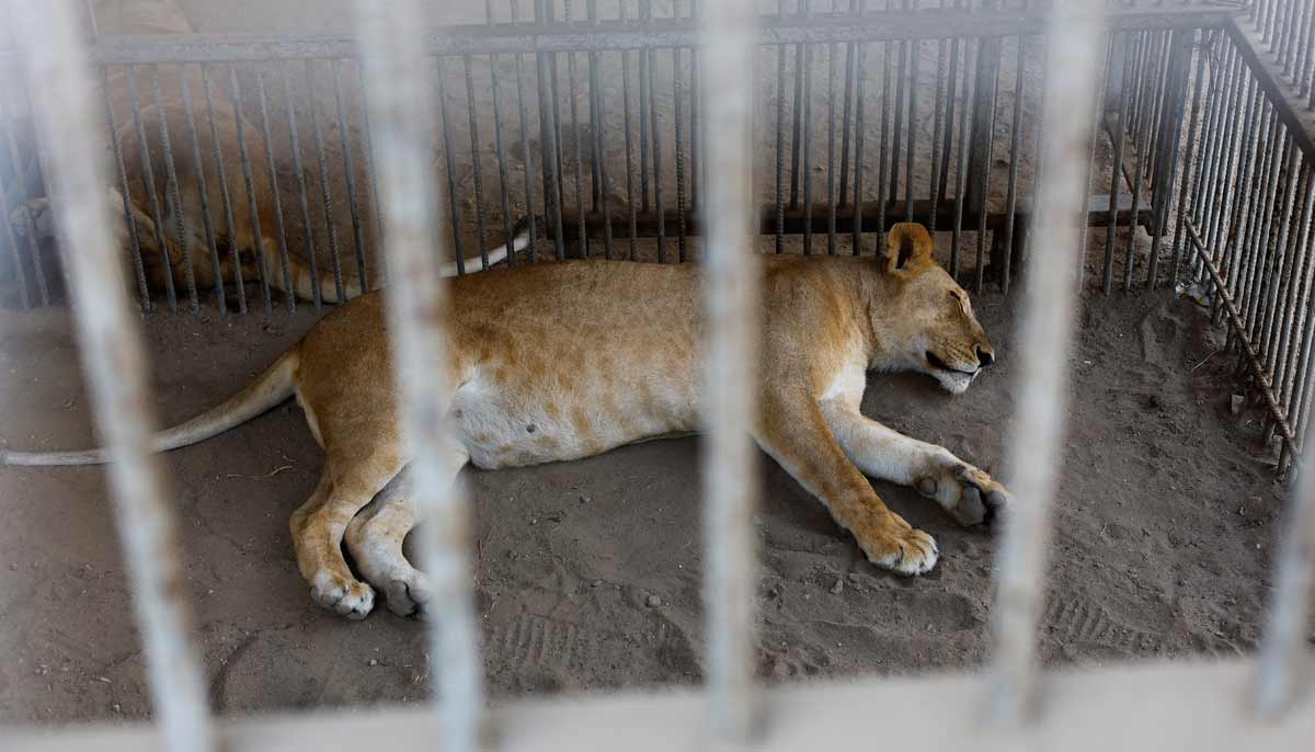 A female lion sleeps inside a cage at a zoo in Nuseirat, in the central Gaza Strip, August 12, 2026.— Reuters