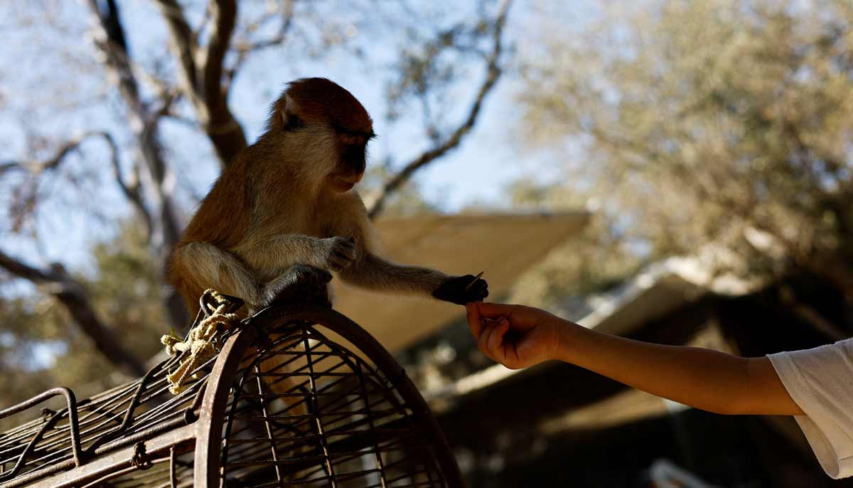 A Palestinian visitor feeds a monkey during a visit to a zoo in Nuseirat, in the central Gaza Strip, August 12, 2026. — Reuters