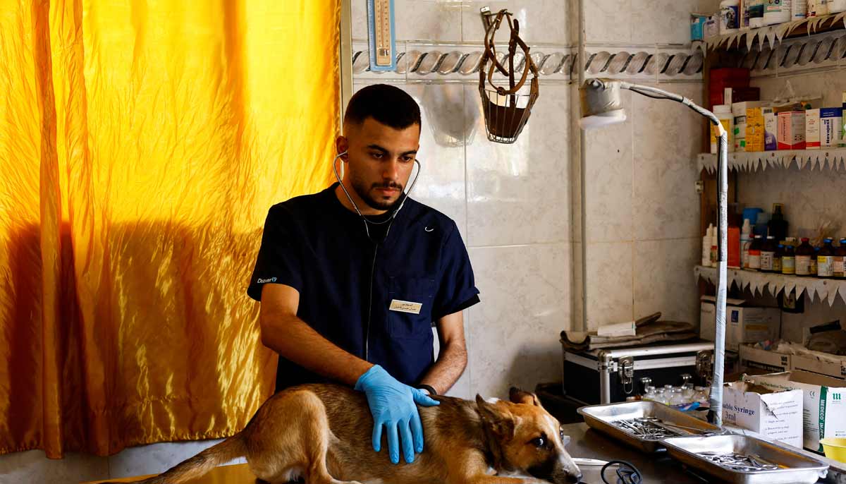 A veterinarian treats a dog at a veterinary clinic inside a pet and bird supplies store in Nuseirat, in the central Gaza Strip, August 13, 2026.— Reuters