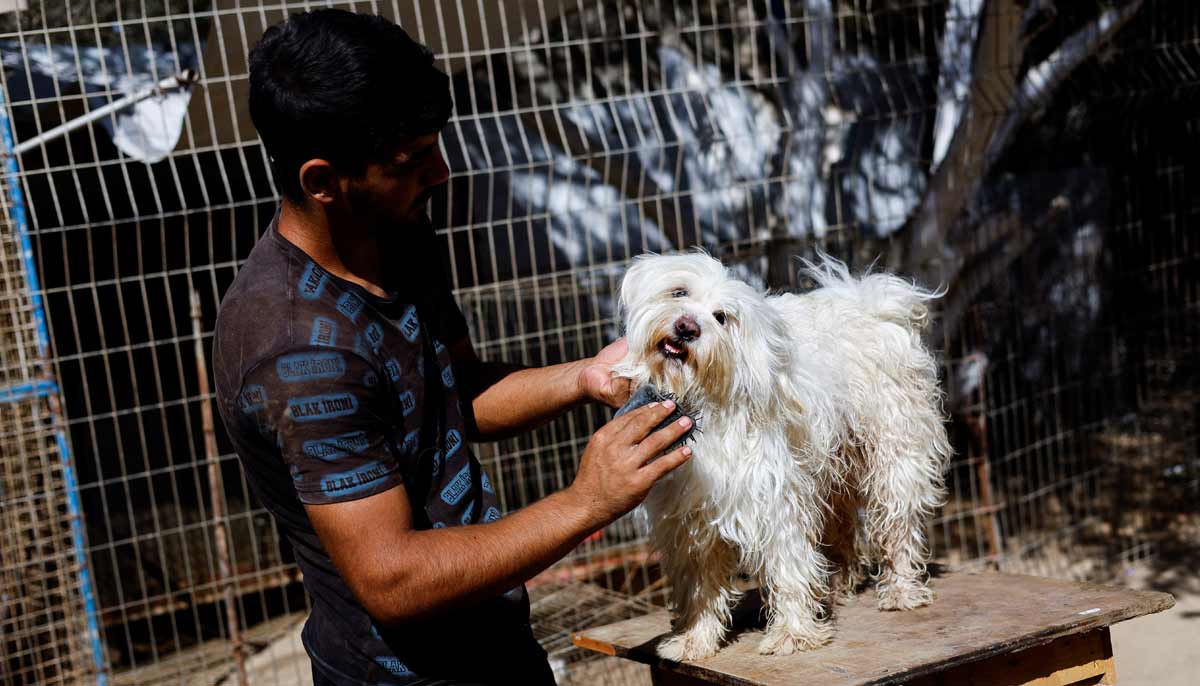A zookeeper brushes a dog at a zoo in Nuseirat, in the central Gaza Strip, August 12, 2026.— Reuters