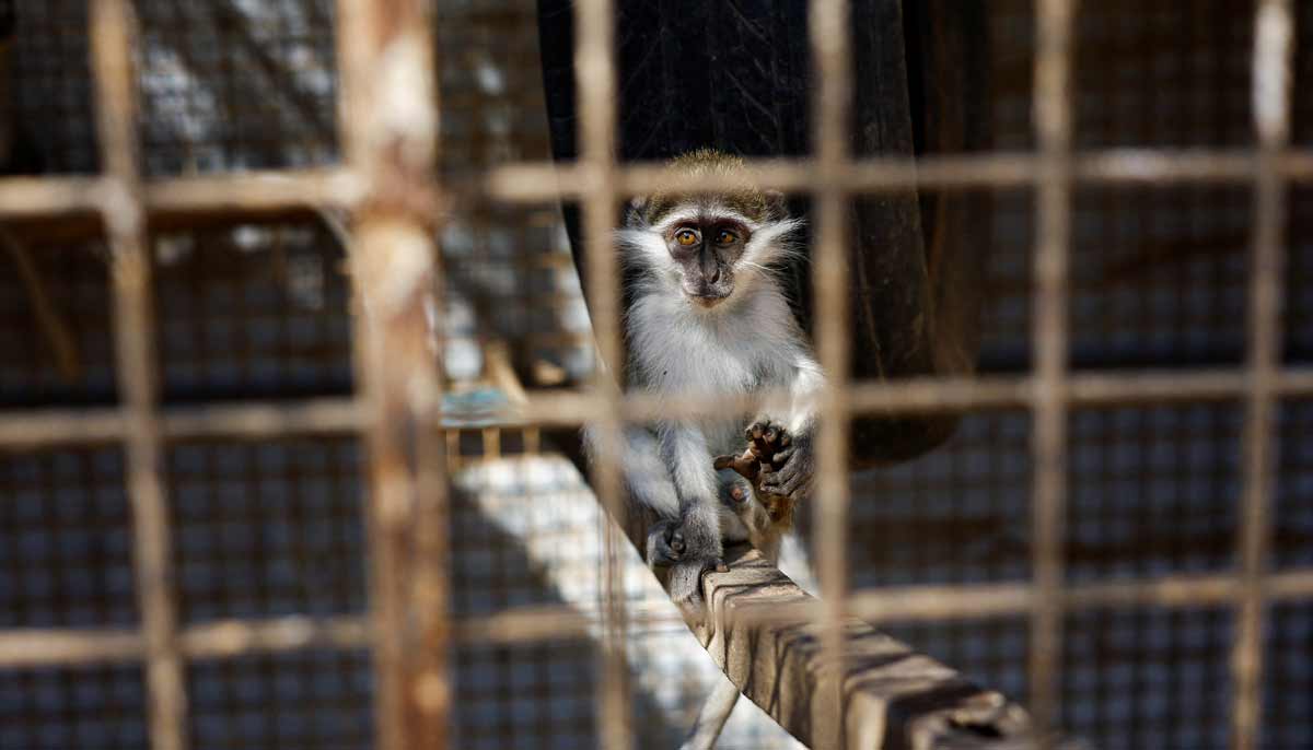 A monkey sits inside a cage at a zoo in Nuseirat, in the central Gaza Strip, August 12, 2026.— Reuters