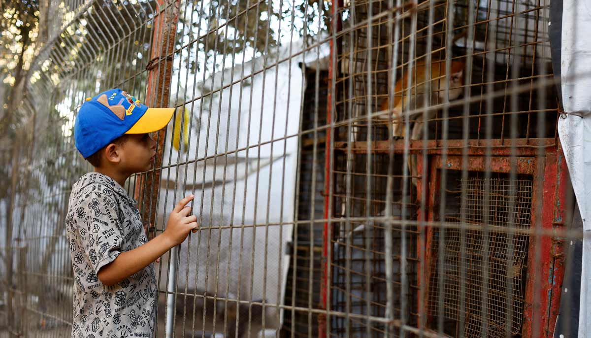 A Palestinian child looks at a monkey during a visit to a zoo in Nuseirat, in the central Gaza Strip, August 6, 2026. — Reuters