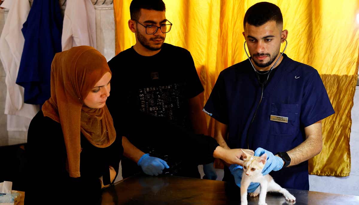 A veterinarian treats a cat at a veterinary clinic inside a pet and bird supplies store in Nuseirat, in the central Gaza Strip, August 13, 2026.— Reuters