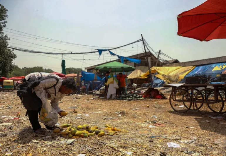A man collects discarded mangoes at a market in New Delhi, India